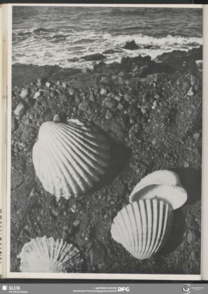 S.62